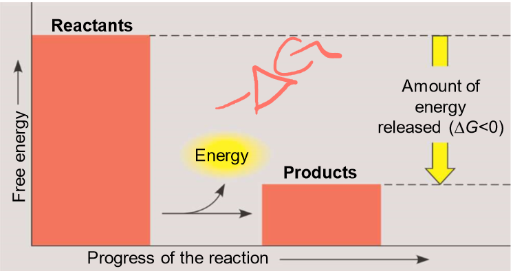 <p>-exergonic (work)</p><ul><li><p>reactants have MORE energy than products, deltaG is &lt; 0</p></li></ul><p>-exothermic (heat)</p><p><strong>these reactions are spontaneous</strong></p>