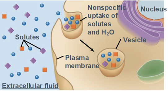 <p>a form of endocytosis in which a cell <strong>nonspecifically engulfs extracellular fluid and dissolved solutes</strong> into small vesicles.</p><ul><li><p>Often called <strong>“cell drinking”</strong></p></li><li><p>Occurs continuously in most cells</p></li></ul><p></p>