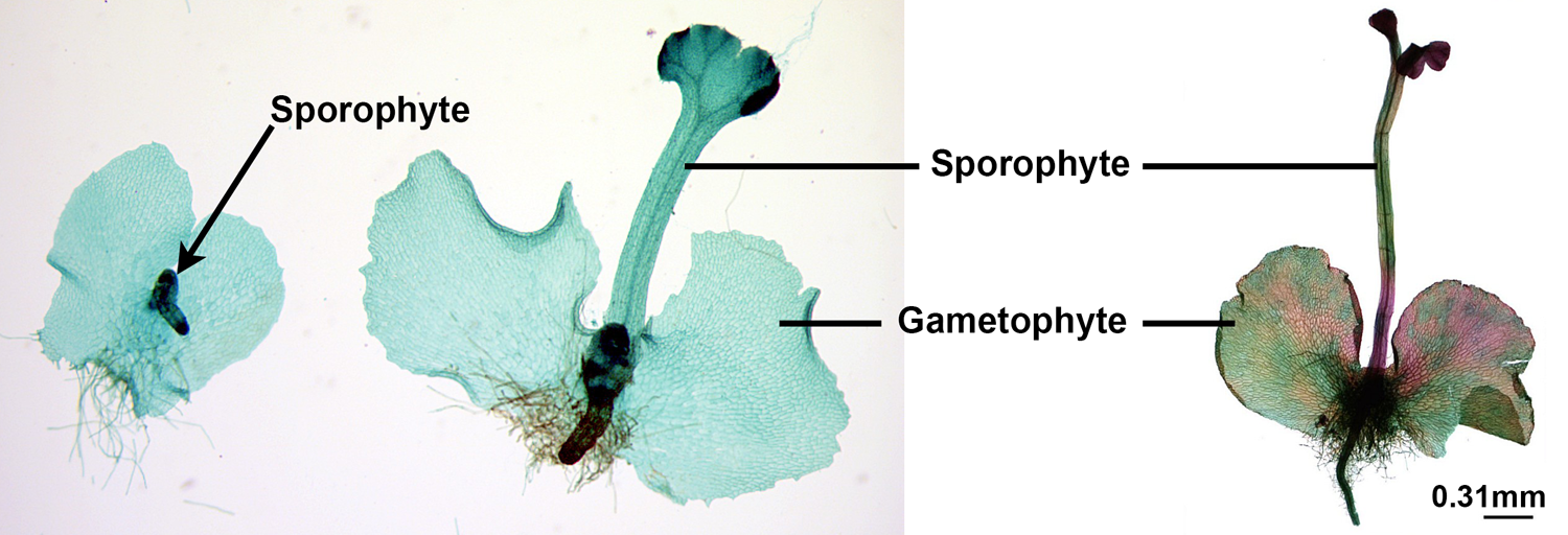 <p>Sporophyte and Gametophyte</p><p></p>