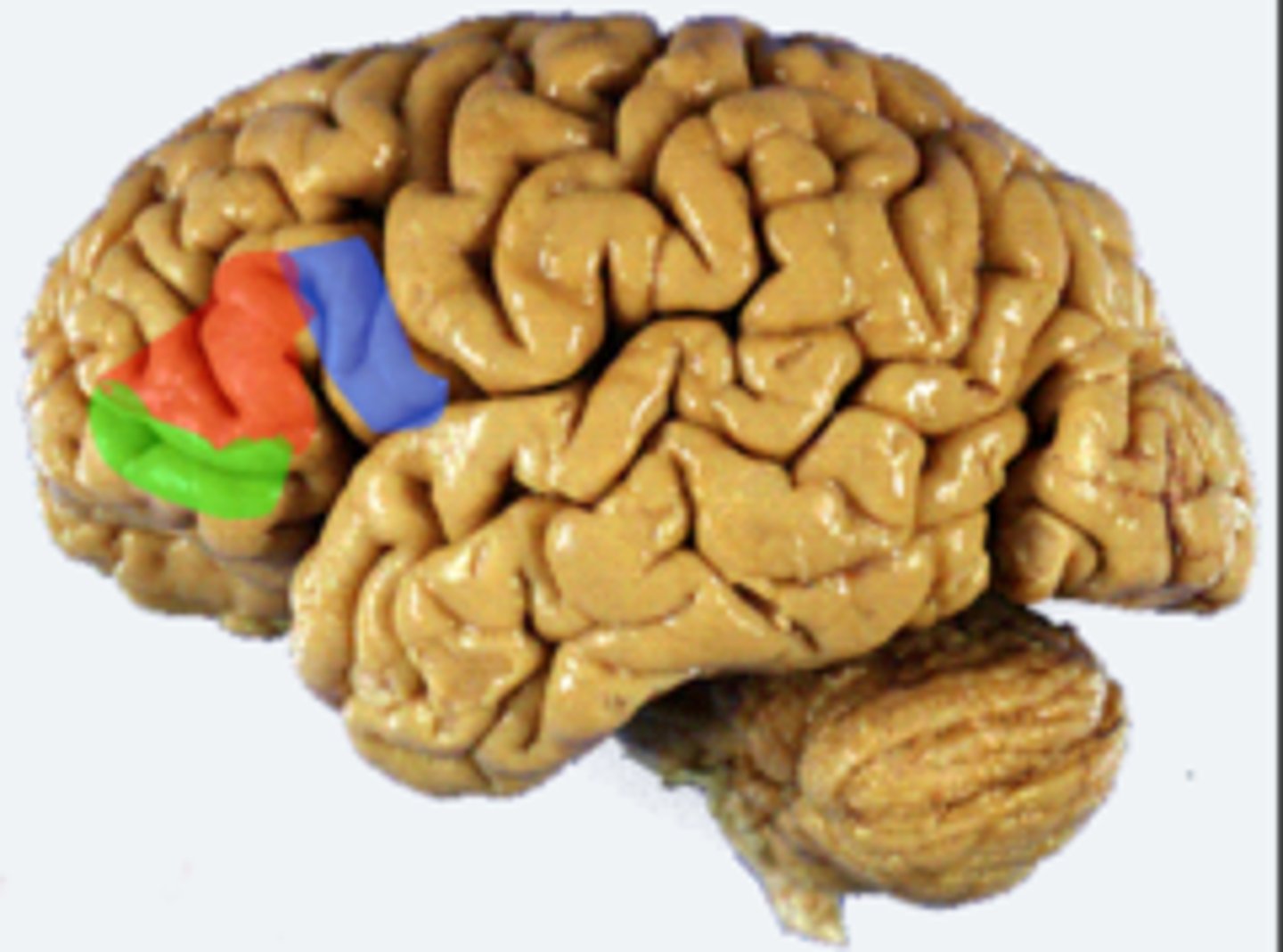 <p>the blue area</p>