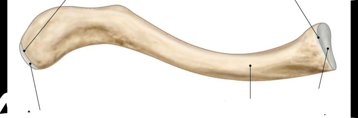 <p>Bone? View? Right or left? </p>