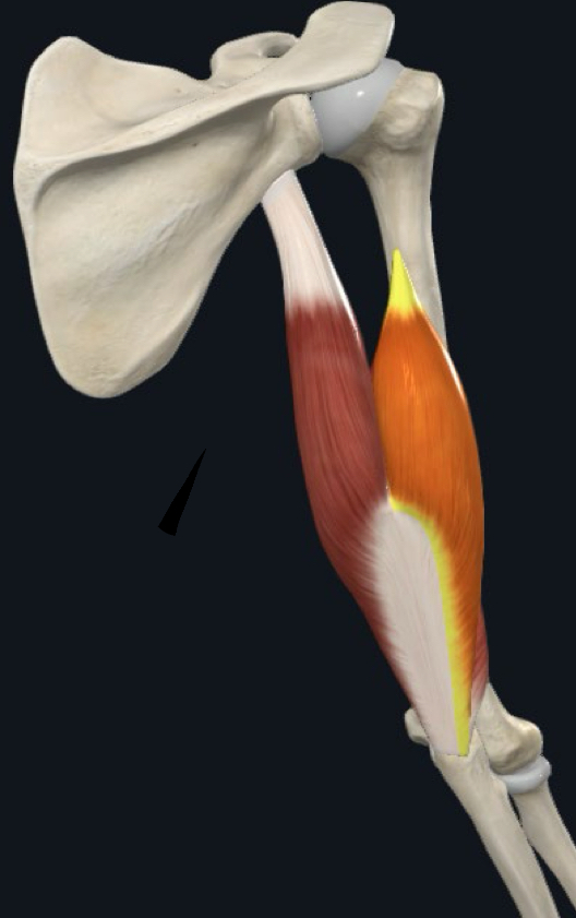 <p>What muscle is this?</p>