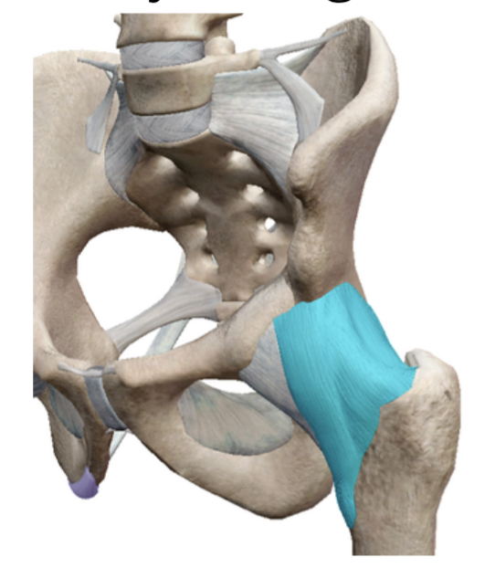 <p>What ligament is this?</p>