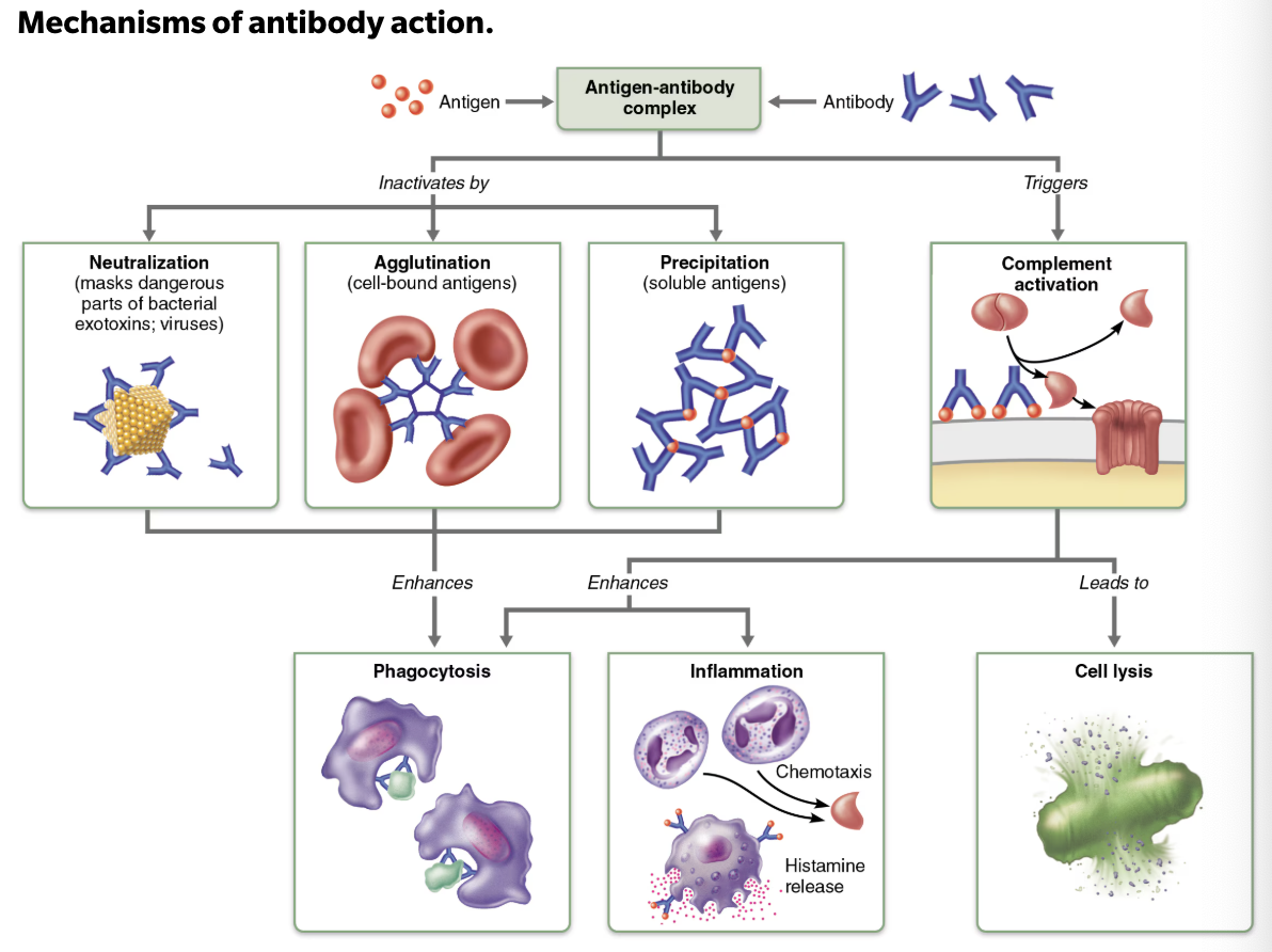 <p><strong><em><u>Antibody do not destroy antigens → they </u></em></strong><span style="color: red;"><strong><em><u>inactivate</u></em></strong></span><strong><em><u> and tag them</u></em></strong></p><ul><li><p>Form <span style="color: blue;"><strong><span>antigen-antibody (immune) complexes</span></strong></span></p></li></ul><p></p>
