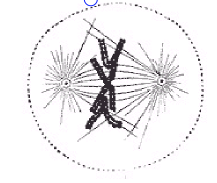 How is the alignment of chromosomes, shown in figure 9-4, on the equatorial plate of the cell maintained?