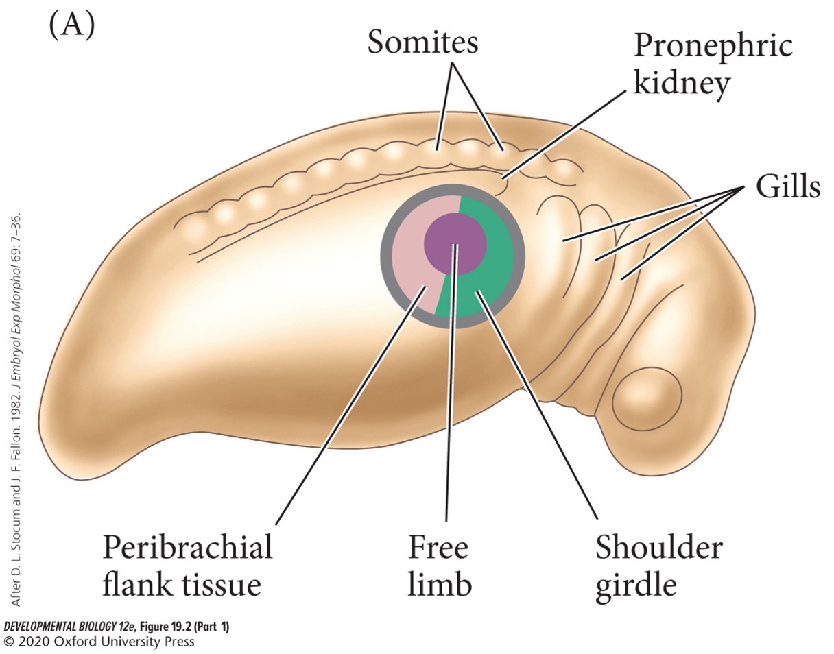 Represents all the cells in the embryo capable of forming limbs. It is much larger than the area destined to form the limb, but if limb-specified cells are removed, surrounding limb field cells will form the limb.