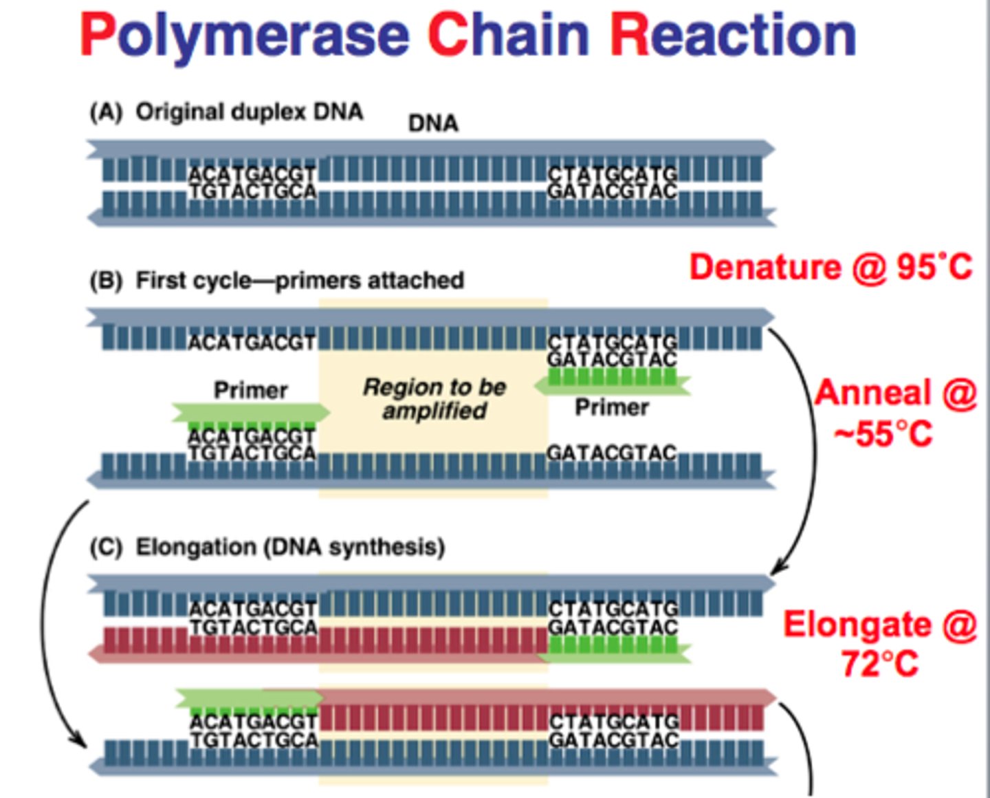 <p>1. Denaturation: heating to ~90C, two separate DNA strands</p><p>2. Annealing: cooling to ~50C, allow primers to anneal to DNA</p><p>3. Extension: raising temp to ~75C, allow Tag DNA Polymerase to replicate</p>