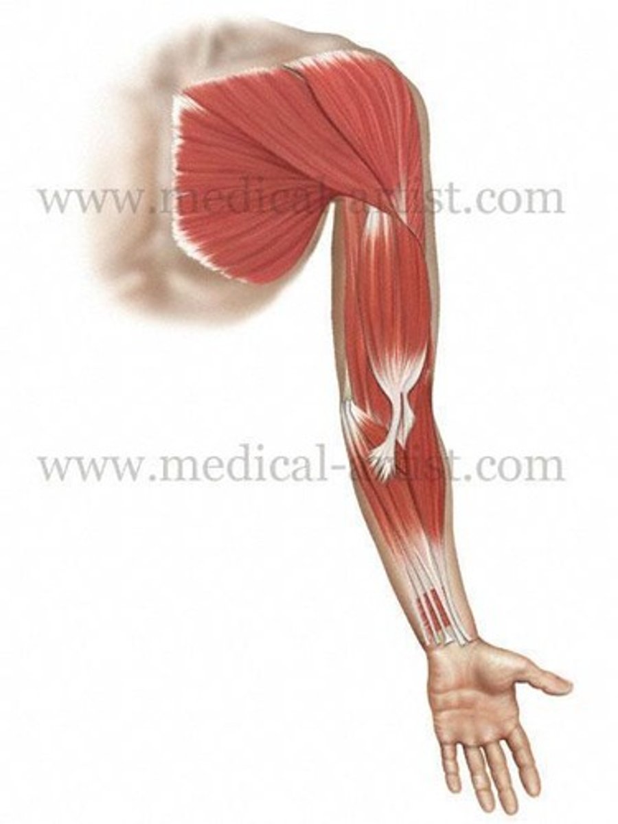 <p>A muscle of the upper arm that flexes the elbow and supinates the forearm.</p>