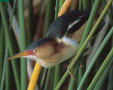 <p><span><span>Lxobrychus exilis</span></span></p>