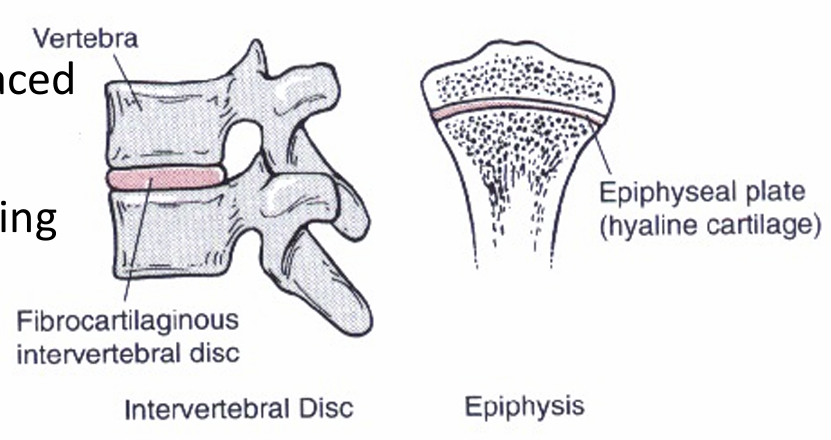 <ul><li><p>United by fibrocartilage or hyaline cartilage</p></li><li><p>Limited movement, such as compression or stretching (vertebrae)</p></li><li><p>Cartilage is replaced by bone when the animal stops growing</p><ul><li><p>Not in vertebrae, sometimes in epiphyseal plate</p></li></ul></li></ul><p></p>