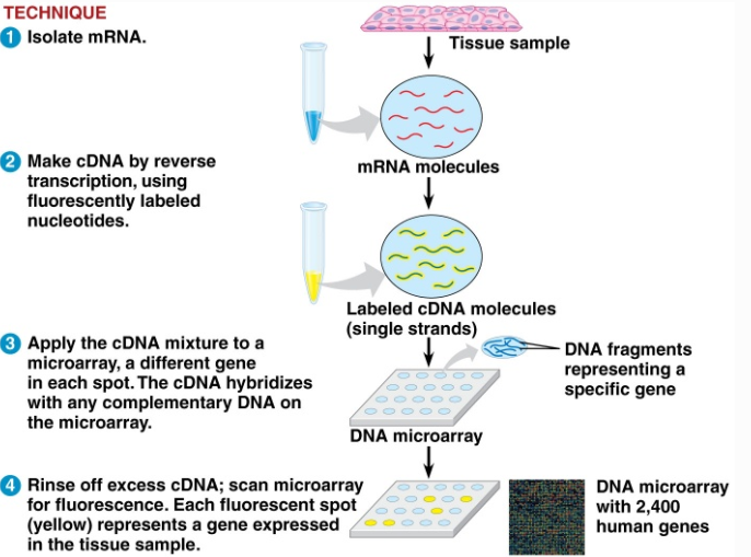 <ol><li><p>isolate mRNA</p></li><li><p>Make cDNA by reverse transcription, using fluorescently labeled nucleotides</p></li><li><p>Apply the cDNA mixture to a microarray, a different gene in each spot. The cDNA hybridizes with any complementary DNA on the microarray</p></li><li><p>Rinse off excess cDNA; scan microarray for fluorescence. Each fluorescent spot represents a gene expressed in the tissue sample</p></li></ol><p></p>