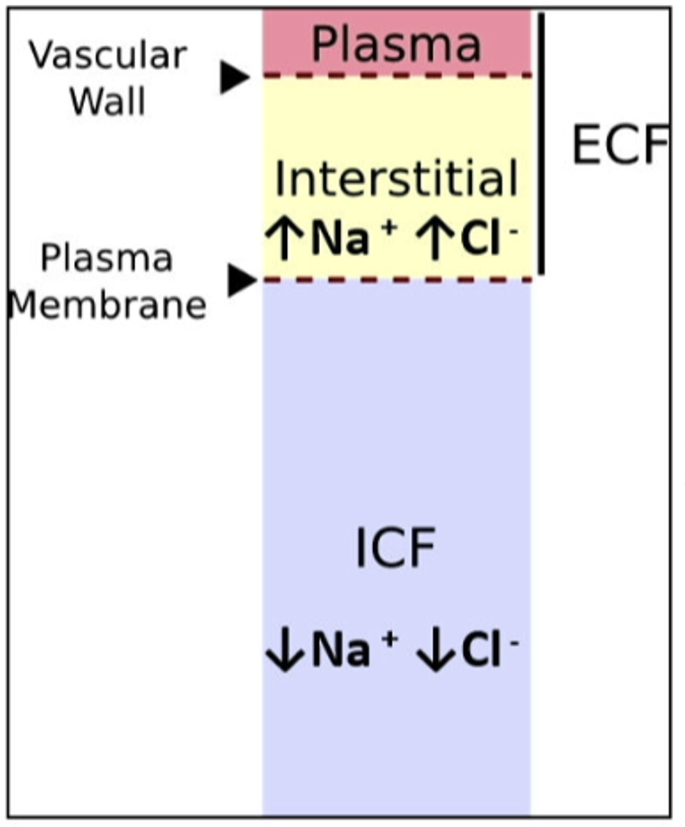 <p>dietary water overload ___________ total solute in the ECF</p>