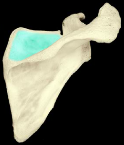 <p>the flat area superior to the scapular spine</p>