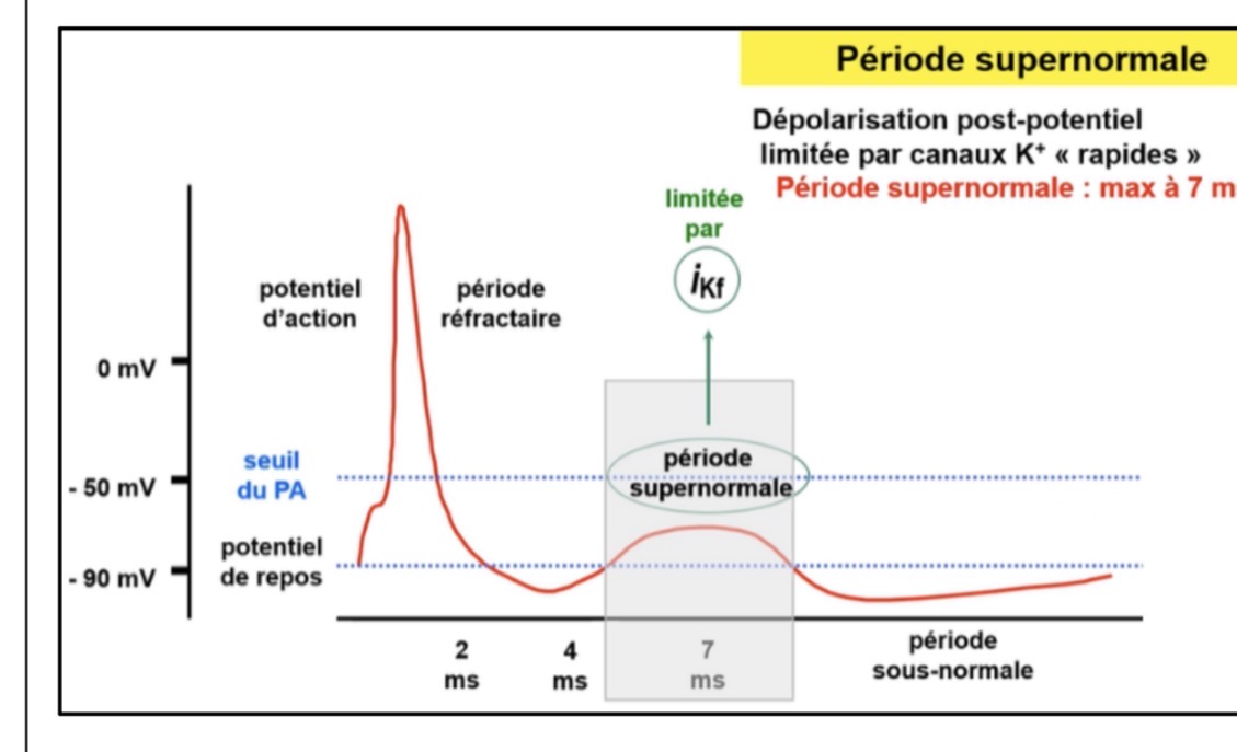 <p>Hyperpolarisation par sortie de K+.</p>