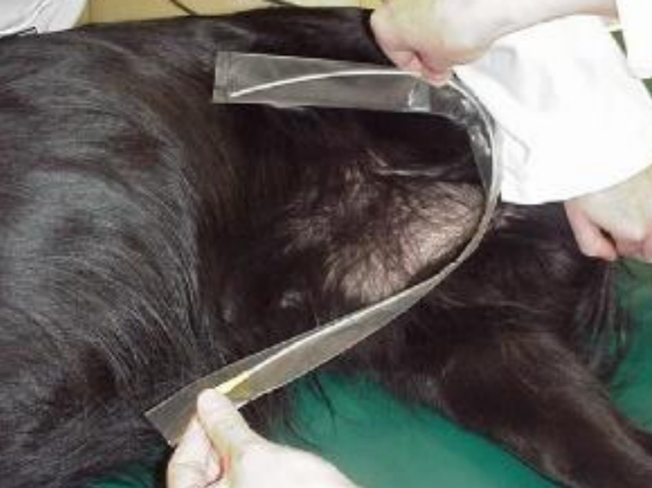 <p>Estimate length (male)</p>