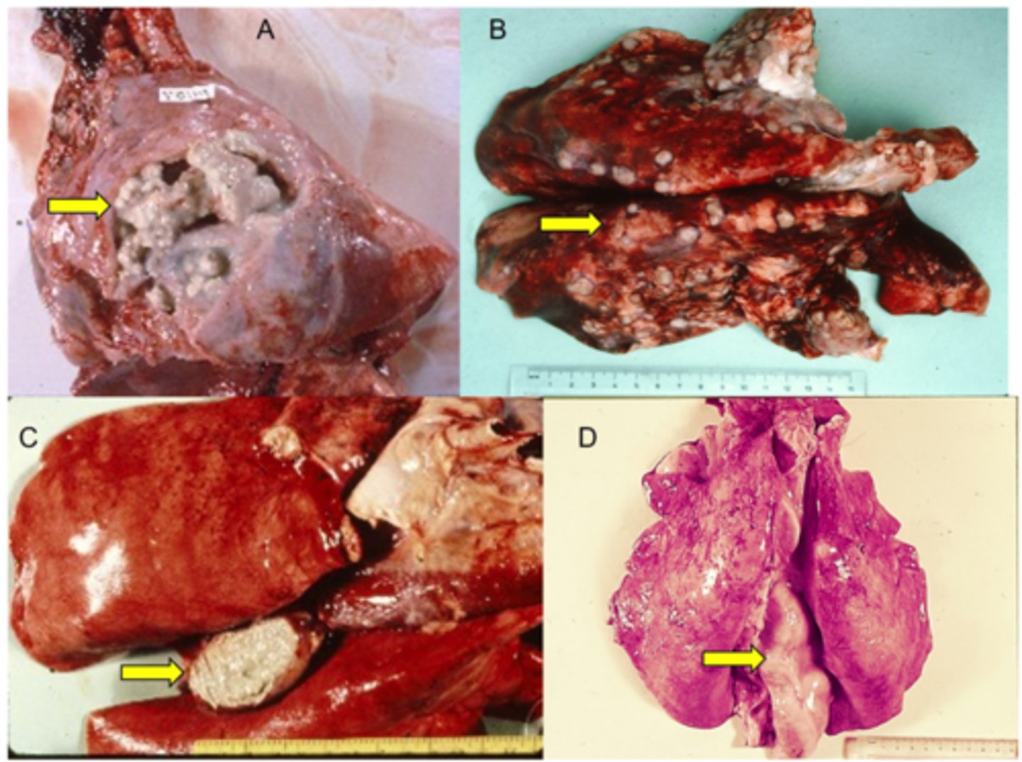 <p>1. Mucosa of Sheep and Cattle</p><p>2. Organism enters wounds and travels to regional lymph nodes + rest of body. As well as Coughing sheep with lung infections</p><p>3. Slow developing Onion Skin abscesses in LN and Organs. Internal abscesses are most pathogenic and Cause Chronic Weight Loss</p><p>4. Infects and spreads through wounds. Sources of high numbers of Corynebacterium pseudotuberculosis include ruptured abscesses or those cut open at sheering times in sheep</p>
