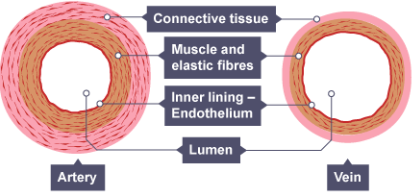 <p>The endothelium cells.</p>