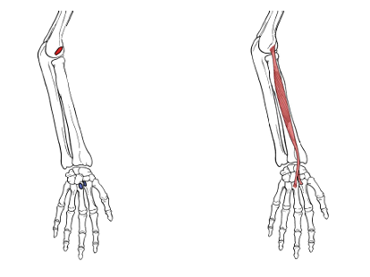 <p>What is the insertion for extensor carpi radialis brevis? </p>