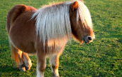 <p>Identify the breed of horse?</p>