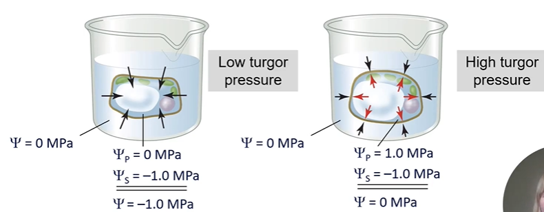 <p>Low turgor pressure (low internal pressure):</p><ul><li><p>water enters through osmosis due to a low solute potential </p></li><li><p>Overall there is more negative water potential in the cell compared to the external water potential </p></li><li><p>Water movement increases until turgor pressure increases and reaches a point where it exactly balances the solute potential - results in no net flow of water in/out of cell</p></li></ul><p></p>