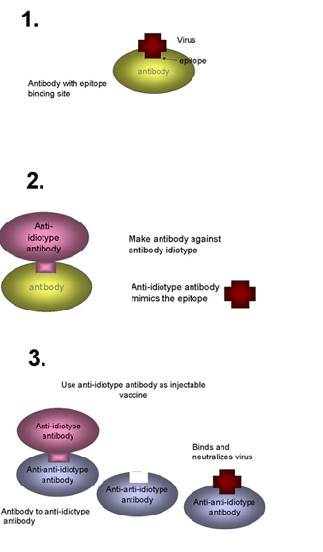 <p>Antigen</p><p>Idiotype → anit-idiotype (mimic of epitope) → anit-anit-idiotype (recognizes epitope)</p>