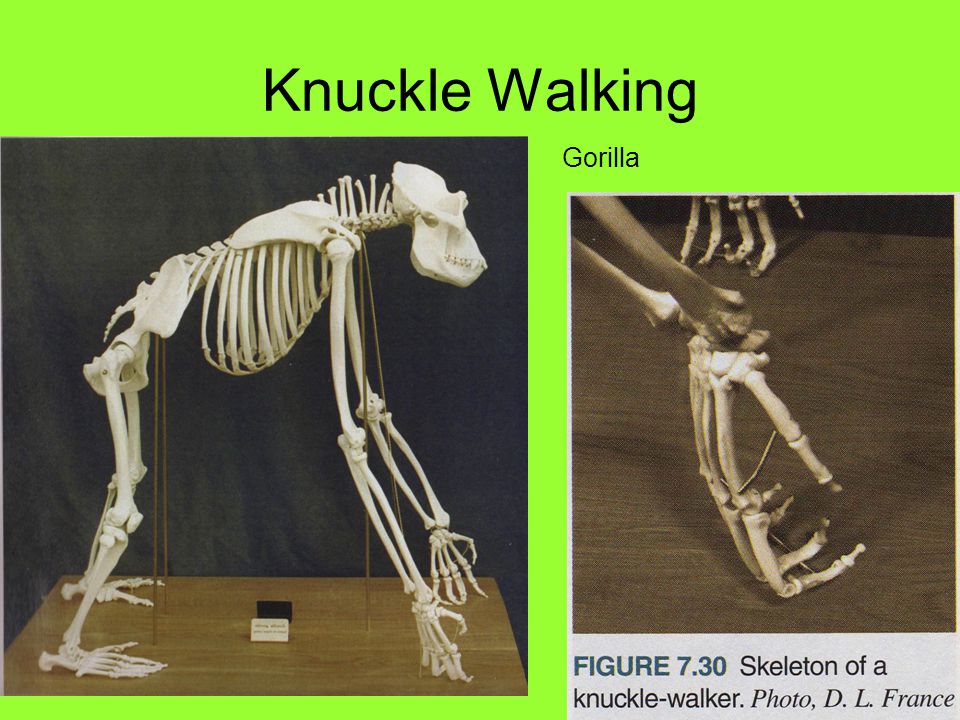 <p>a knuckle-walker (quadruped) has ____ relative limb lengths</p>
