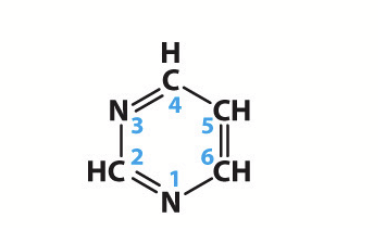 <p>Cytosine (C), Thymine (T), and Uracil (U); <strong>one-carbon nitrogen ring bases</strong>.</p>