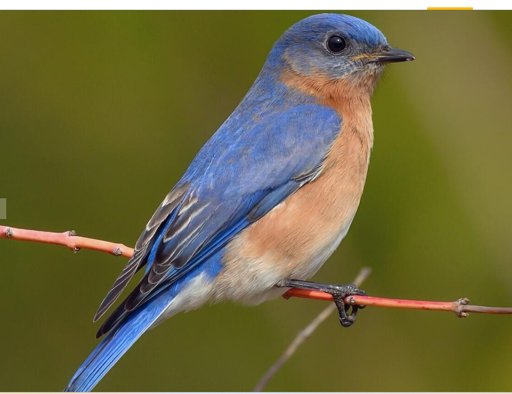 <p>Eastern Blue Bird</p>