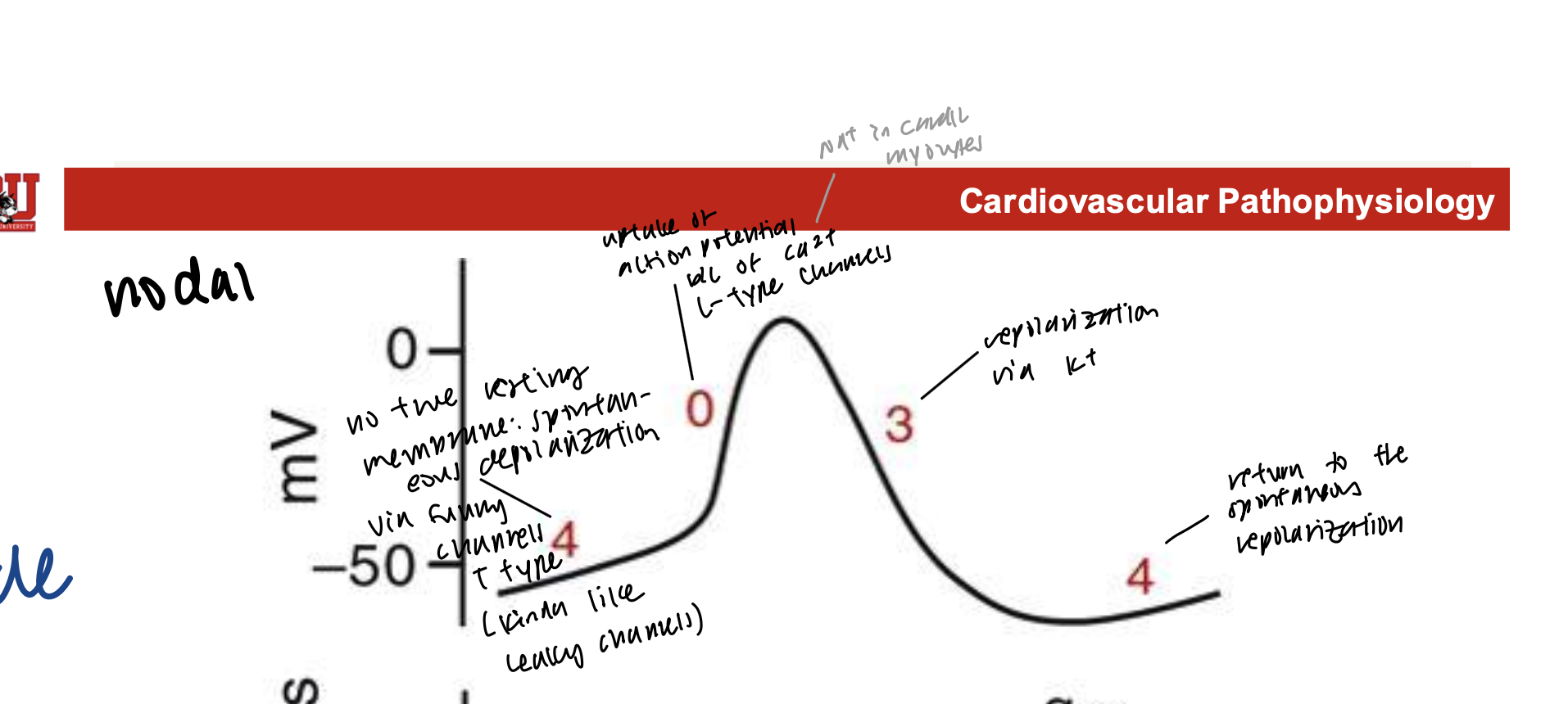 <ul><li><p>phase 0: upstroke of action potential</p><ul><li><p>voltage opens the L-type Ca++ channels, allowing increased Ca++ to flow (slowly) into the&nbsp;nodal cells</p></li></ul></li><li><p>phase 3: repolarization</p><ul><li><p>depolarization from phase 0 causes voltage-gated K+ channels to open, and K+ leaves the cell</p></li><li><p>depolarization also causes Ca++ channels to become inactivated, decreasing Ca++ conductance</p></li></ul></li><li><p>phase 4: spontaneous depolarization</p><ul><li><p>phase of repolarization is restricted because K+ channels start to become</p></li></ul></li></ul><p></p>