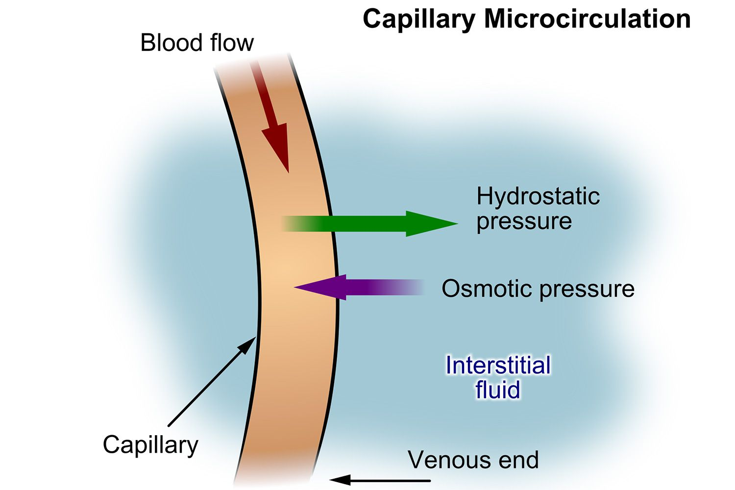 <p>If the hydrostatic pressure is greater than the osmotic pressure in the capillary, net movement of molecules is</p>