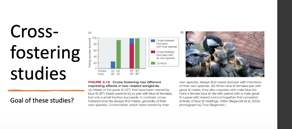 <p>Cross-fostering info slide </p>