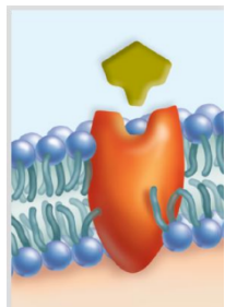 <p>KIND OF PROTEIN:<span>Is shaped in such a way that <strong>a specific molecule can bind to it.</strong> Some forms of dwarfism result not because the body does not produce enough growth hormone, but because their plasma membrane growth hormone receptors are faulty and cannot interact with growth hormone&nbsp; </span></p>