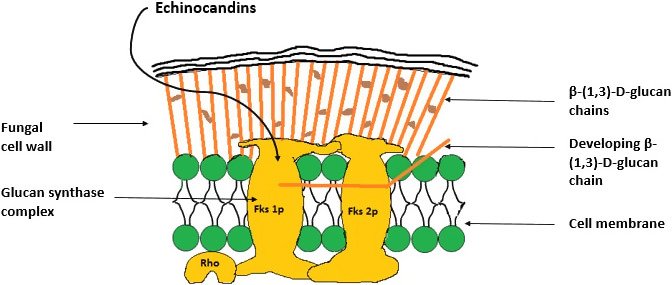 <ul><li><p>systemically active agent</p></li><li><p>Inhibit synthesis of 1,3 beta-glucans, constituents of fungal cell wall</p></li><li><p>Fungicidal in Candida and fungistatic in Aspergillus</p></li><li><p>low toxicity - we don’t have cell walls</p></li><li><p>Ex. Caspofungin</p></li></ul><p></p>