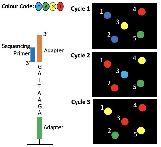 <p>Which cluster represents the DNA fragment below?</p><p>a) 1</p><p>b) 2</p><p>c) 3</p><p>d) 4</p><p>e) 5</p>