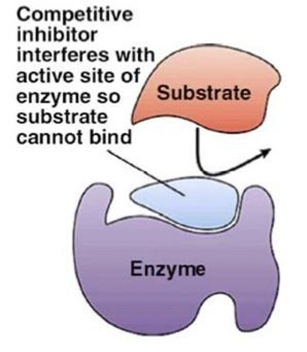 <p>Competitive inhibition occurs when an inhibitor binds to the active site of an enzyme, competing with the substrate for access.</p>