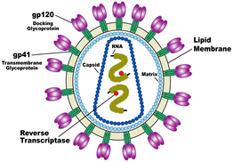 two viral RNA strands within protein capsid, surrounded by a membrane envelope with glycoproteins which bind to the surface of while blood cells