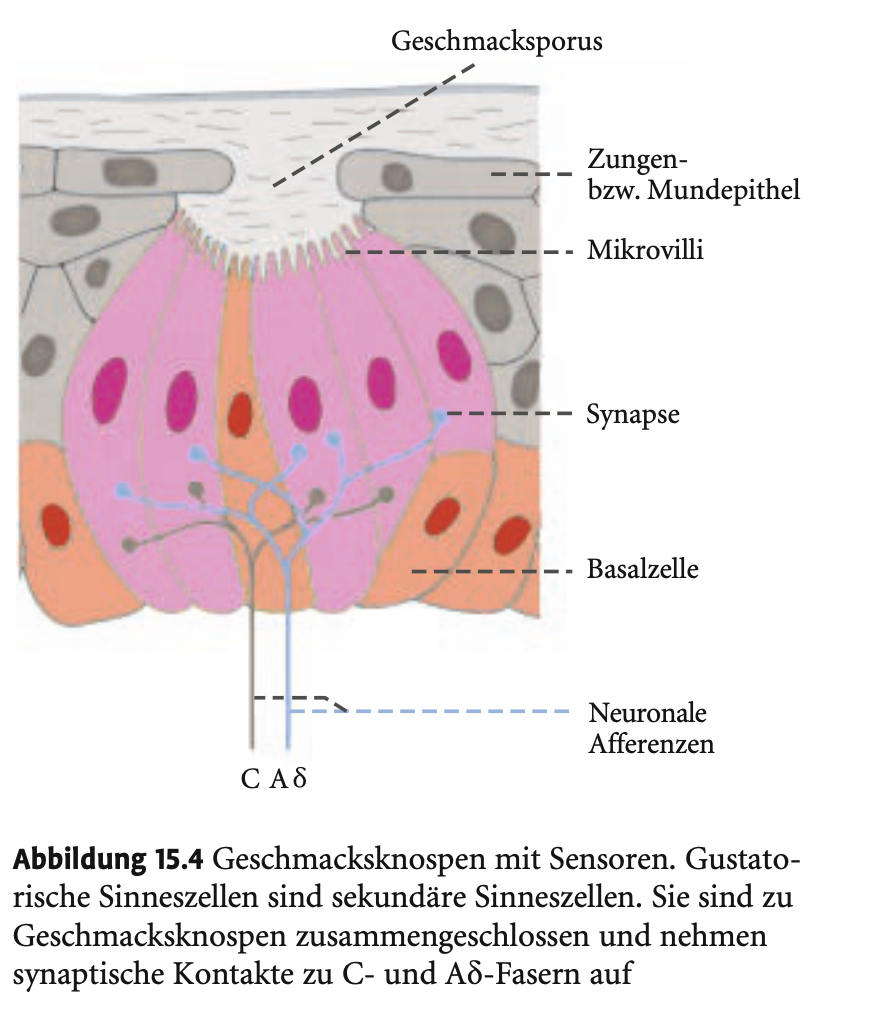 <ul><li><p><span><strong>Begrenzte Anzahl an Grundqualitäten</strong>:<br>Das gustatorische System unterscheidet <strong>wenige Basisgeschmäcker</strong>, im Gegensatz zum komplexeren Riechsystem.<br><strong>Klassische Grundqualitäten</strong>:</span></p><ul><li><p><span><strong>Süß</strong></span></p></li><li><p><span><strong>Sauer</strong></span></p></li><li><p><span><strong>Salzig</strong></span></p></li><li><p><span><strong>Bitter</strong></span></p></li><li><p><span>Seit jüngerer Zeit ergänzt durch:</span></p><ul><li><p><span><strong>Umami</strong> (herzhaft, eiweißreich)</span></p></li><li><p><span><strong>Fettig</strong> (umstrittene, neu anerkannte Qualität)</span></p></li></ul></li></ul></li><li><p><span><strong>Zusammensetzung des Geschmackserlebens</strong>:</span></p><ul><li><p><span>Unsere vielfältigen Geschmackseindrücke entstehen durch Kombination dieser <strong>Grundqualitäten</strong>.</span></p></li><li><p><span>Der Großteil des „Schmeckens“ entsteht aber durch den <strong>Geruchssinn</strong> (z. B. erkennt man bei Schnupfen deutlich weniger Geschmack).</span></p></li><li><p><span>Auch der <strong>allgemeine chemische Sinn</strong> (z. B. bei Schärfe) trägt zur Geschmacksempfindung bei – vermittelt durch freie Nervenendigungen, <strong>nicht</strong> über Geschmacksknospen.</span></p></li></ul></li></ul><p>&nbsp;</p><p>&nbsp;</p><p>&nbsp;</p><p><span><strong>Kasten: Umami und Fett als eigenständige Geschmacksqualitäten</strong></span></p><p>&nbsp;</p><ul><li><p><span><strong>Umami</strong>:</span></p><ul><li><p><span>Bedeutet „<strong>wohlschmeckend</strong>“ (japanisch „umai“).</span></p></li><li><p><span>Geschmack von <strong>eiweißreicher Nahrung</strong> (z. B. Fleisch, Käse, Fisch).</span></p></li><li><p><span>Hauptauslöser: <strong>L-Glutamat / Natriumglutamat</strong>, enthalten in Tomaten, Sojasoße, Parmesan etc.</span></p></li><li><p><span>Rezeptorstruktur für Umami ist identifiziert und eng verwandt mit <strong>Glutamatrezeptoren</strong>.</span></p></li><li><p><span><strong>Orbitofrontaler Kortex</strong> reagiert spezifisch auf Umami-Reize → neurologisch belegbare Eigenständigkeit.</span></p></li></ul></li><li><p><span><strong>Fett</strong>:</span></p><ul><li><p><span>Seit 2005 wird diskutiert, ob „fettig“ eine eigene Geschmacksqualität darstellt.</span></p></li><li><p><span>In Tierstudien: <strong>CD36-Glykoprotein</strong> in Geschmacksknospen erkennt Fett.</span></p><ul><li><p><span>Steuert <strong>Fettvorliebe</strong> und <strong>Verdauungsprozesse</strong>, unabhängig davon, ob das Fett den Magen erreicht.</span></p></li></ul></li><li><p><span>In Humanstudien:</span></p><ul><li><p><span>Probanden können <strong>Fettsäuren aus geschmacklosen Lösungen</strong> erkennen.</span></p></li><li><p><span><strong>Negativer Zusammenhang mit Körpergewicht</strong>: Wer Fett besser schmeckt, isst meist weniger davon.</span></p></li></ul></li></ul></li></ul><p></p>