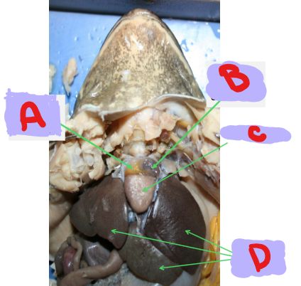 <p>C</p>