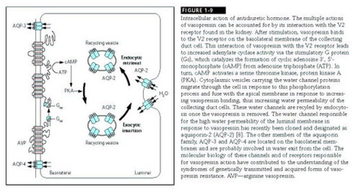 <p>Hormone increasing water channels in collecting ducts.</p>