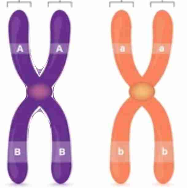 <p>a pair of chromosomes w/ the same type of genes</p>