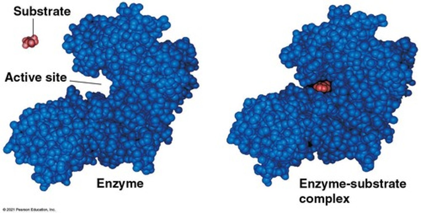 <p>The region on the enzyme, often a pocket or groove, that binds to the substrate.</p>