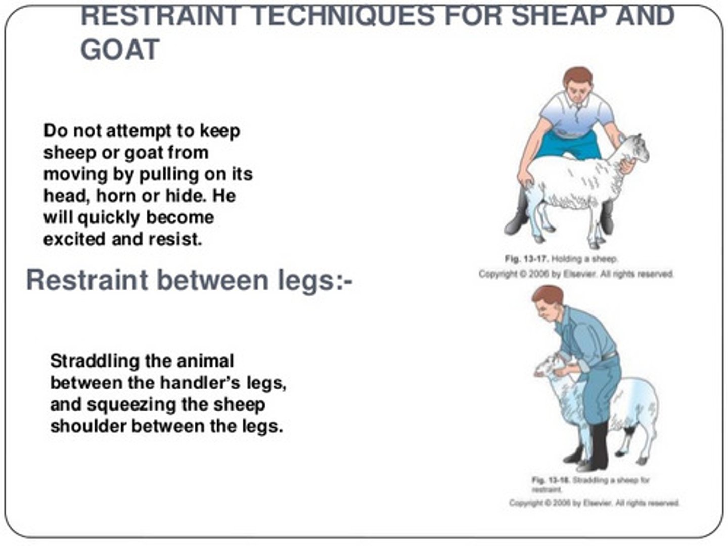 <p>-Stanchion (medication administration, shearing, exams)</p><p>-straddling/rumping for hoof trims</p><p>-flanking</p>