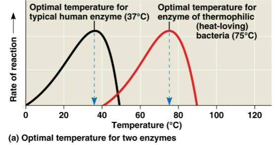 <p>Optimal temperature</p>