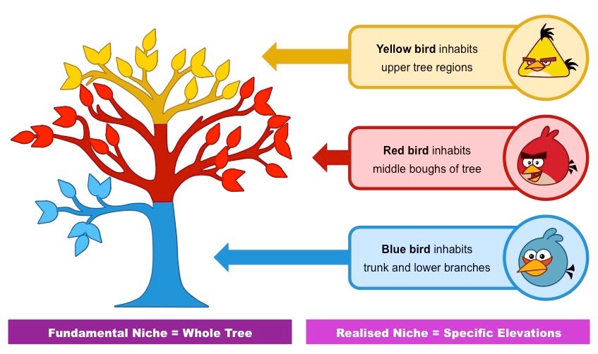 <p>“Roles” inside habitat </p>