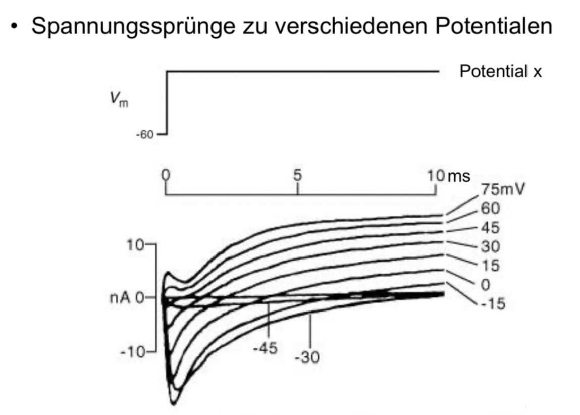 <p>Cosa rappresenta questo grafico ottenuto dall’esperimento con le voltage clamp e il rückkopplungsschaltkreis? </p>