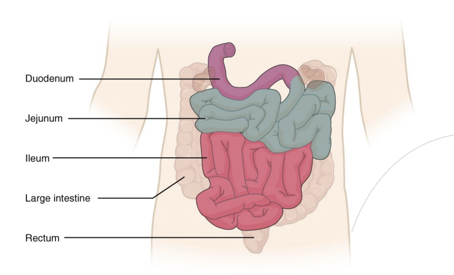 <p>3 Sections:</p><ol><li><p>Duodenum - shortest region</p></li><li><p>Jejunum</p></li><li><p>Ileum</p></li></ol><p></p>