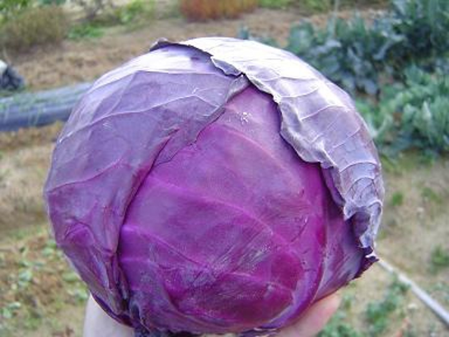<p>purple</p>