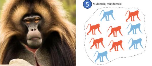 <ol><li><p><u>Largest </u>of the <u>primate groups</u></p></li></ol><p></p>
