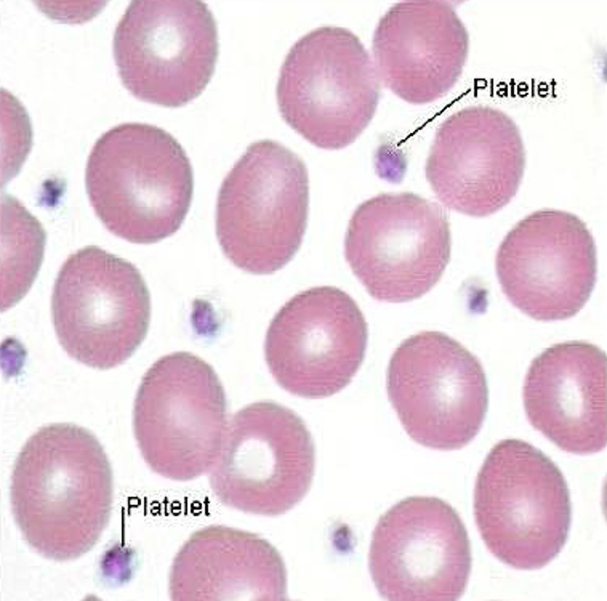 <p>thrombocytes</p>