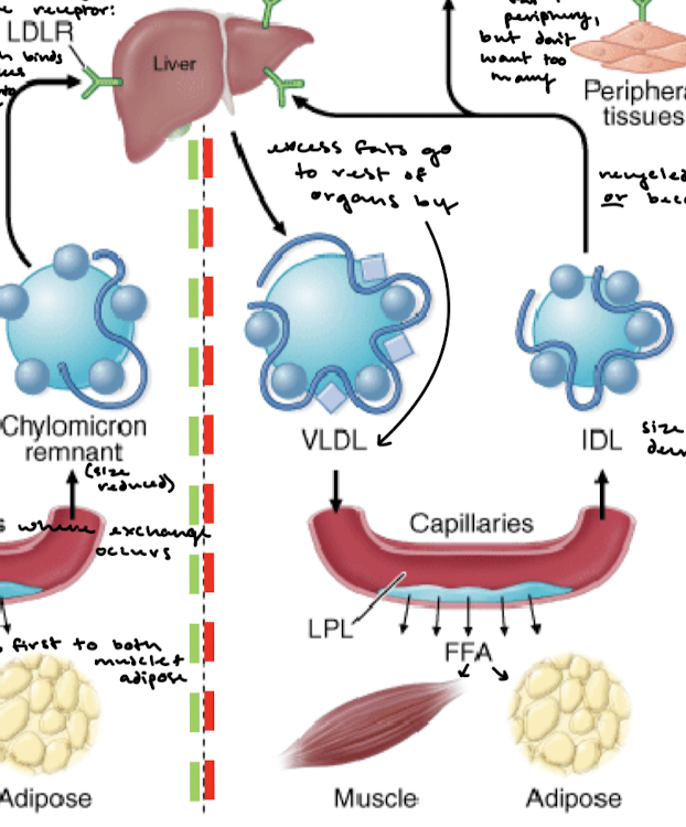 <p>VLDL takes excess fats to the rest of the organs. Same as with chylomicrons, VLDLs in the capillaries exchange FFAs with muscle and adipose tissue.</p>